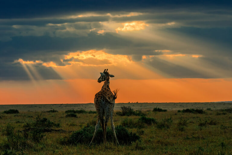Encounter Kenya Wildlife in Africa - Giraffe in the sunglow